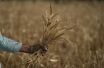 A woman harvests wheat on the outskirts of Jammu, India, Thursday, April 28, 2022. An unusually early, record-shattering heat wave in India has reduced wheat yields, raising questions about how the country will balance its domestic needs with ambitions to increase exports and make up for shortfalls due to Russia's war in Ukraine. (AP Photo/Channi Anand)
