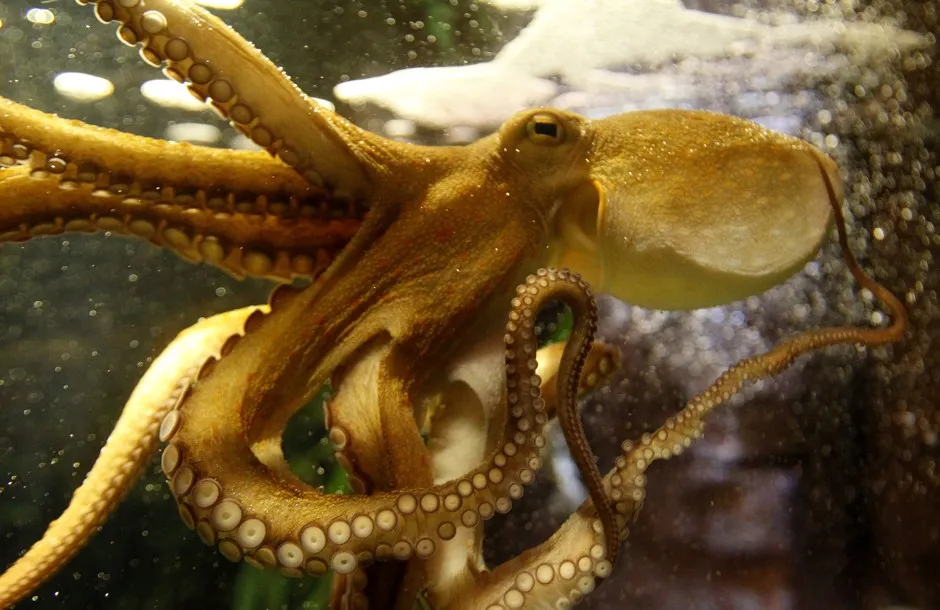 Mayor of Octopus City?