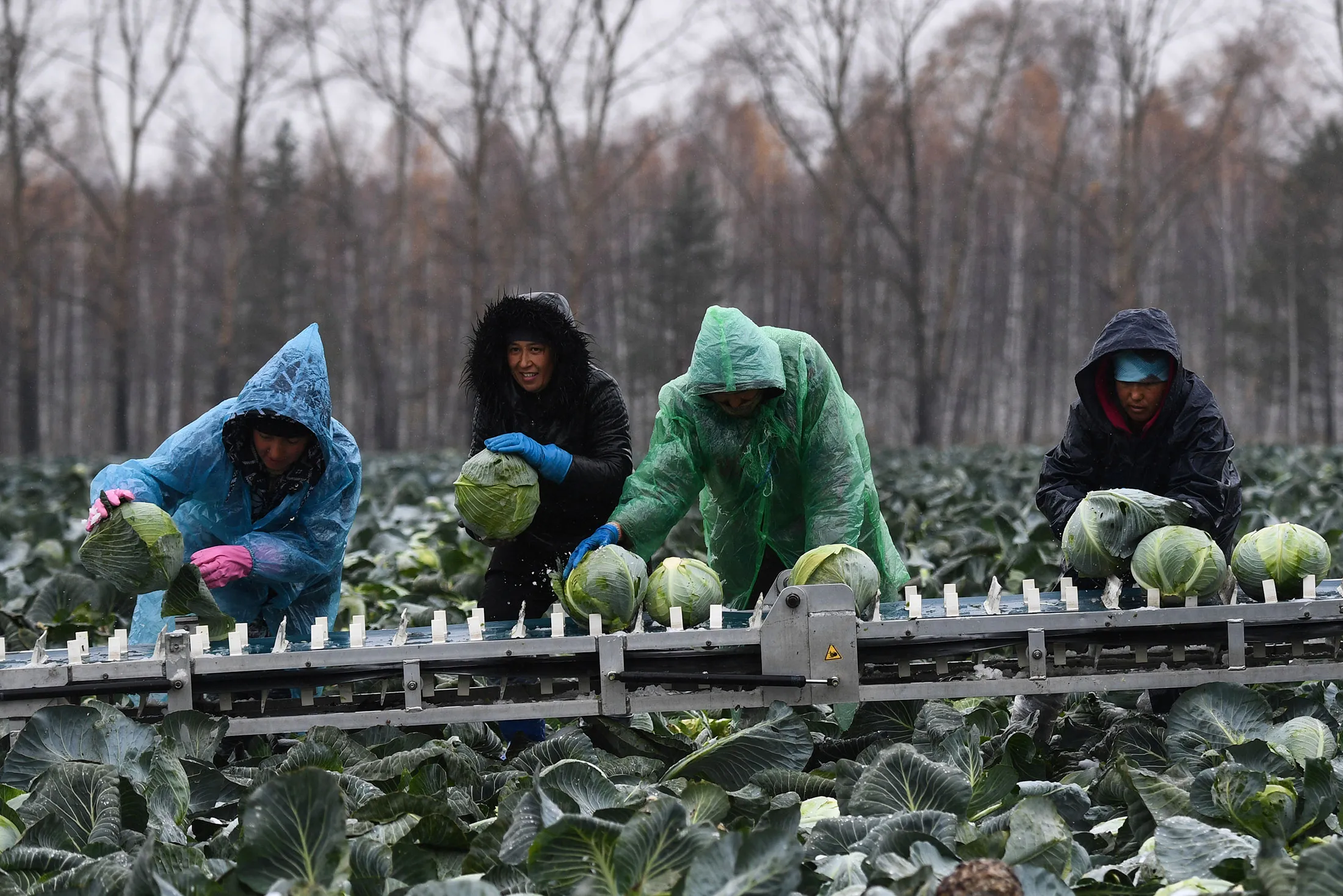 Laborers harvest cabbage&nbsp;in the Novosibirsk region of Siberia.