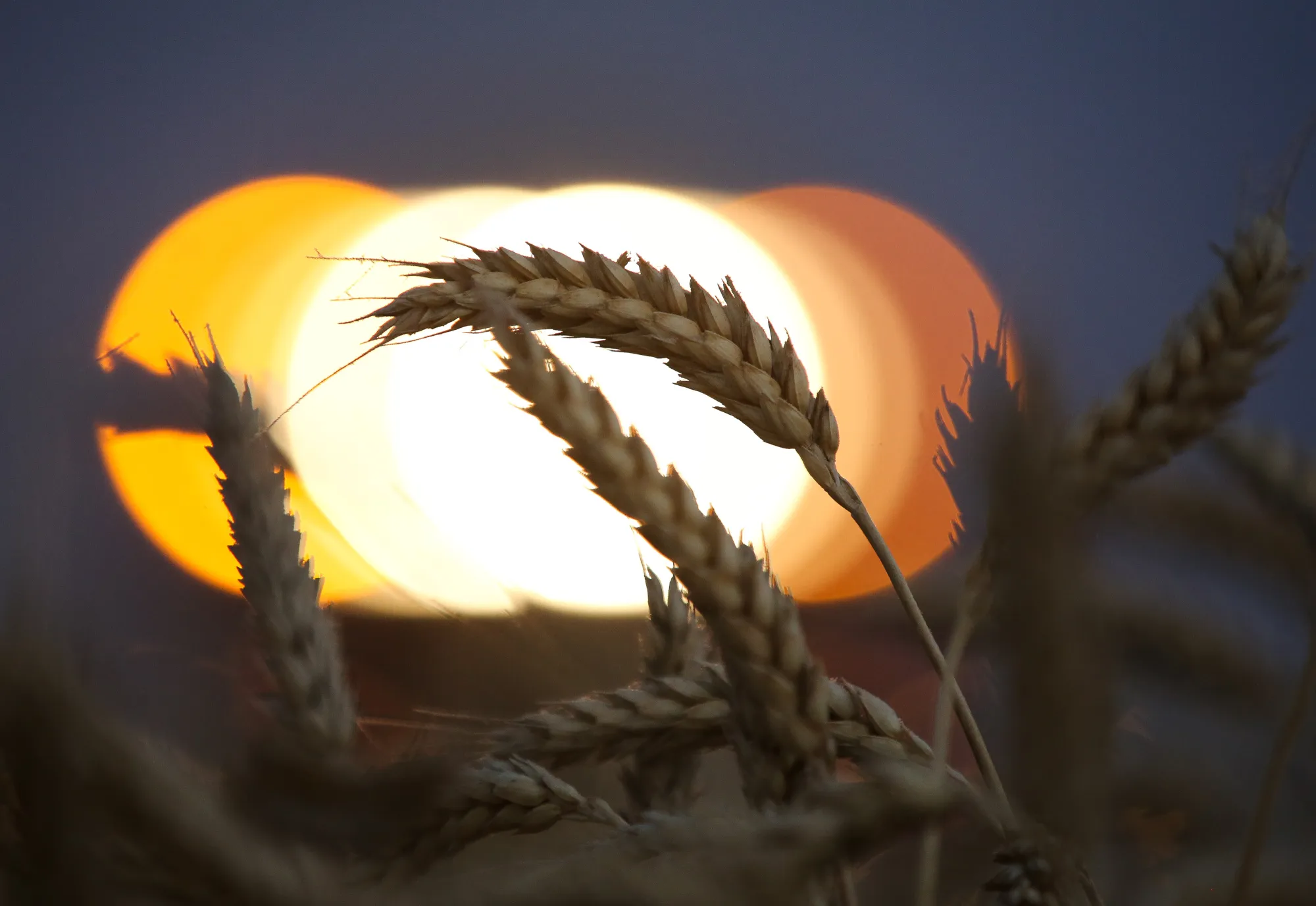 Evening sunlight illuminates wheat kernels on a farm in Russia.