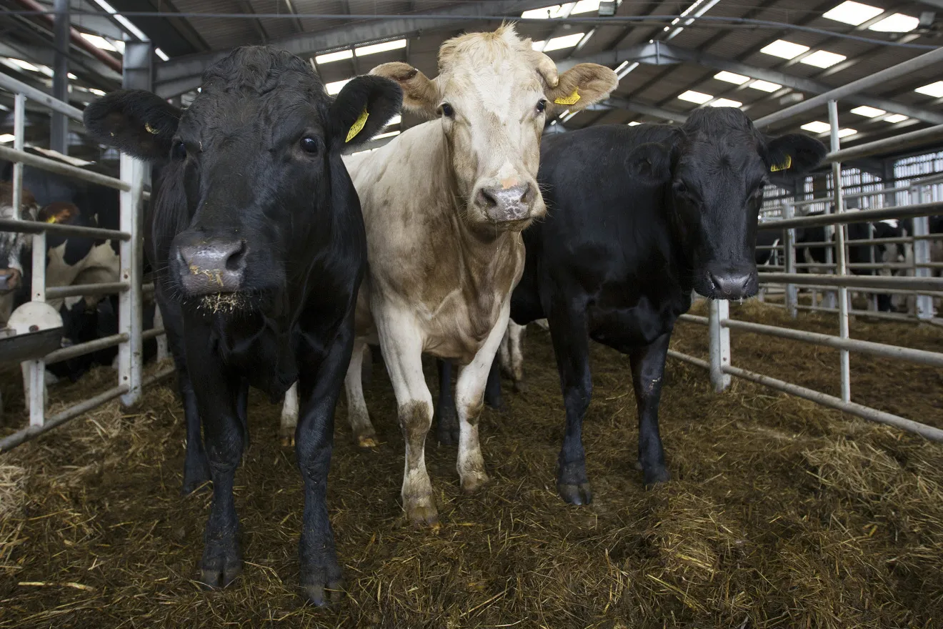 Cattle at a market in Bridgewater, U.K.