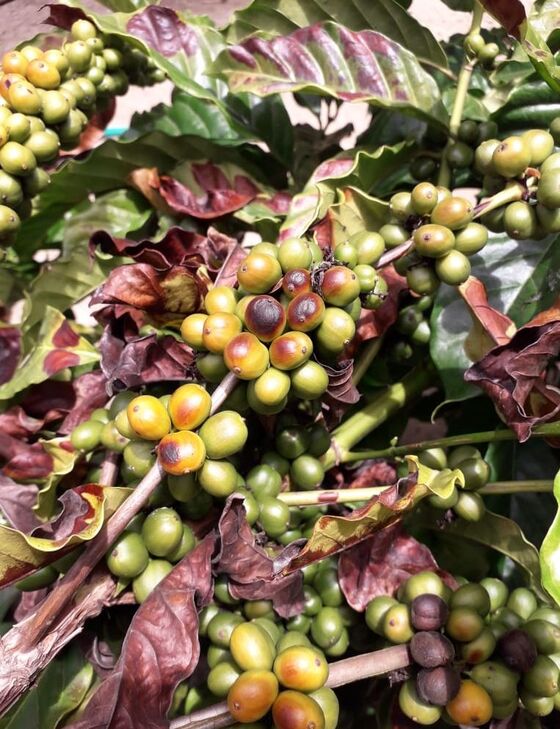 In Brazil Heatwave, Coffee is Literally Burning on the Trees