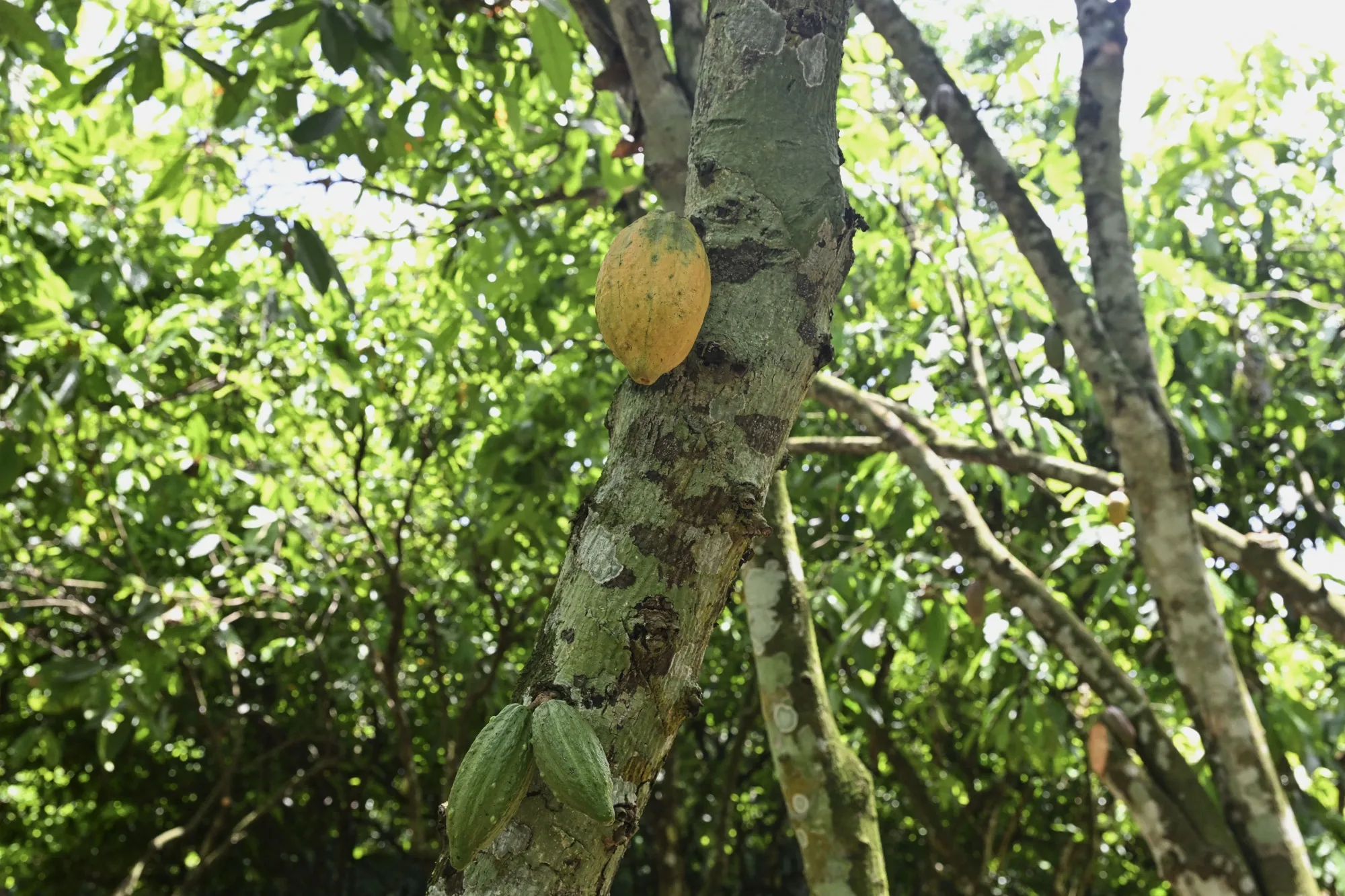 A cocoa pod on a tree, near Agboville, Ivory Coast.
