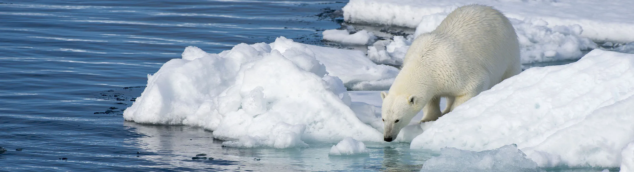 1505173491_polar bear lede