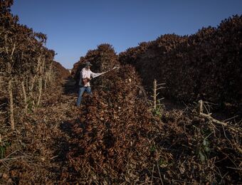 relates to Brazilian Farmers File for Bankruptcy at a ‘Concerning’ Pace