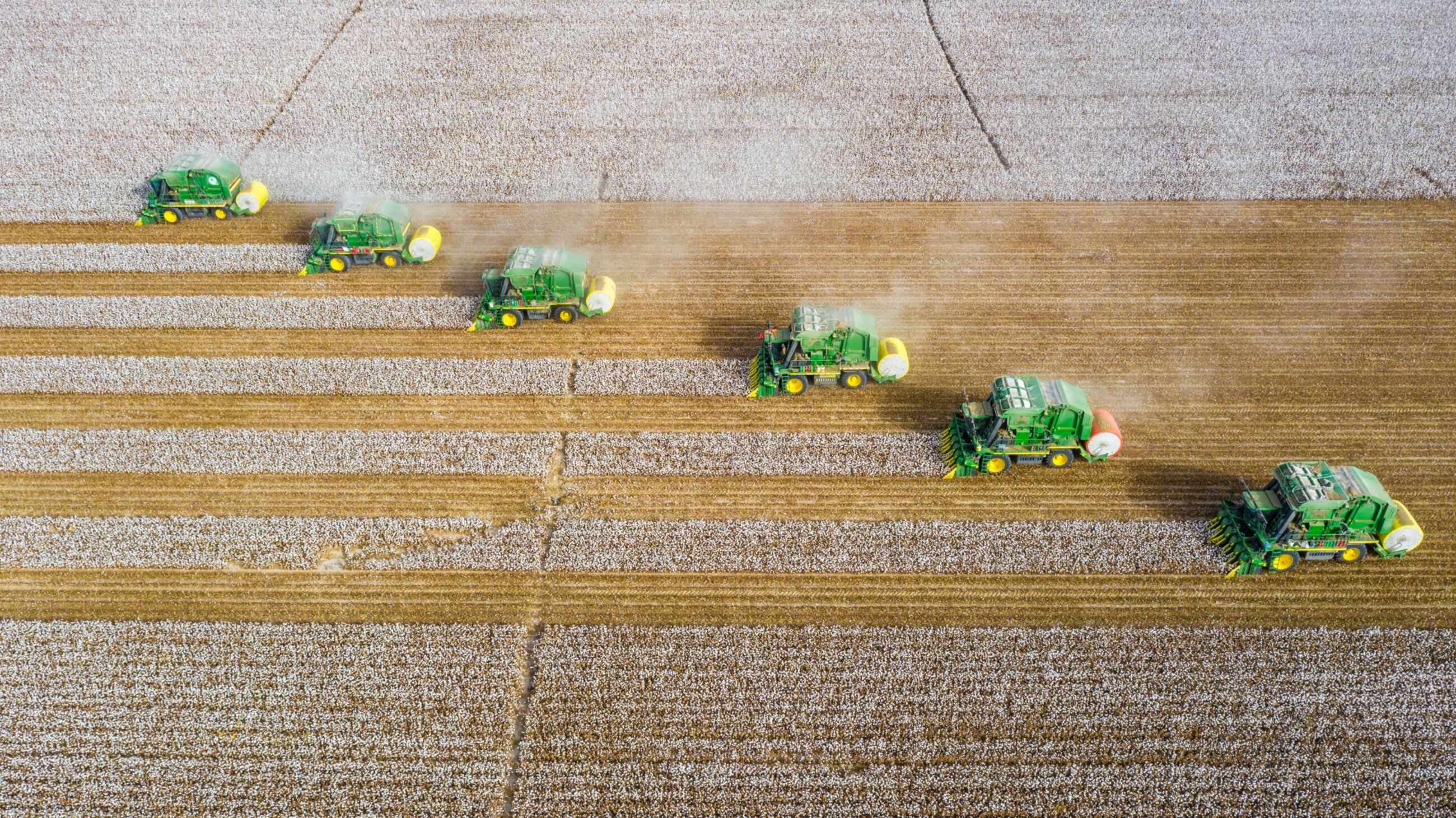 Cotton Harvest In Xinjiang