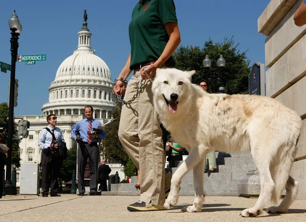 The Arctic gray wolf even resorted to lobbying.