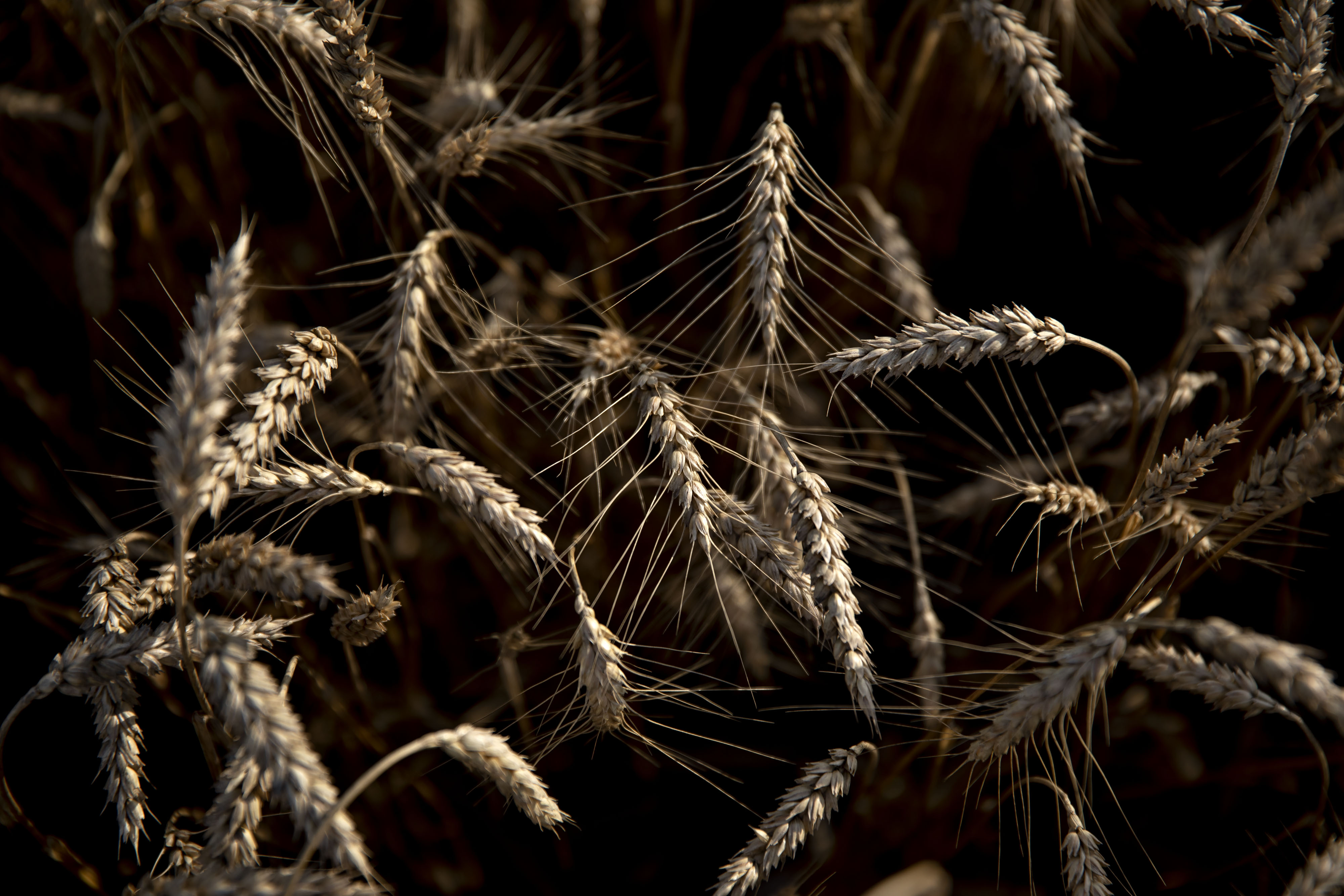 121 Bread Slicer Stock Photos, High-Res Pictures, and Images - Getty Images