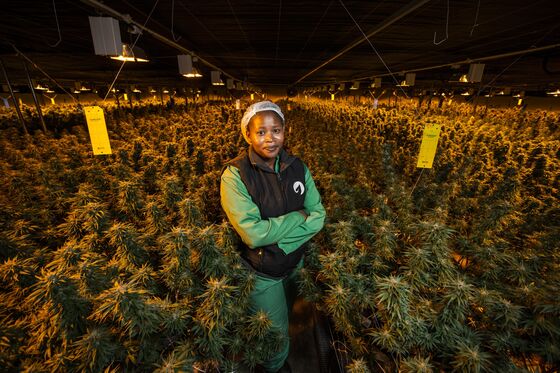 A Tiny African Kingdom Wants to Export Its Cannabis to the World