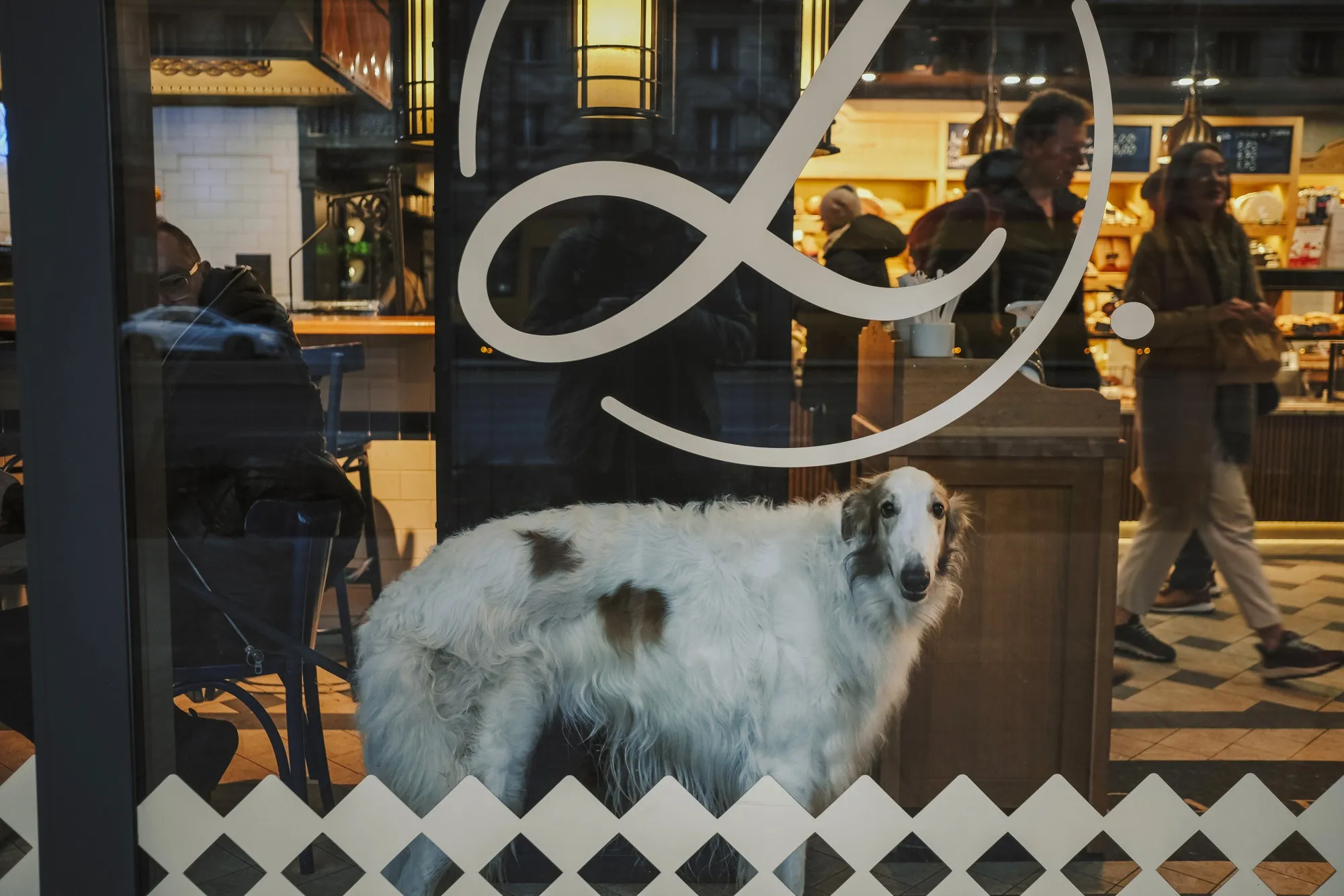 A dog waits by the window on&nbsp;Nov. 14, 2022.&nbsp;