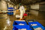Fish is prepared for auction in Fleetwood, U.K. last month.