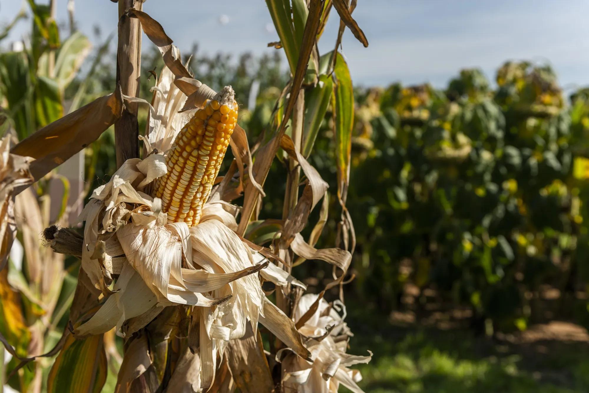 El Niño Crop Risks Spur $500 Million Hedge Fund for Global Food Markets ...