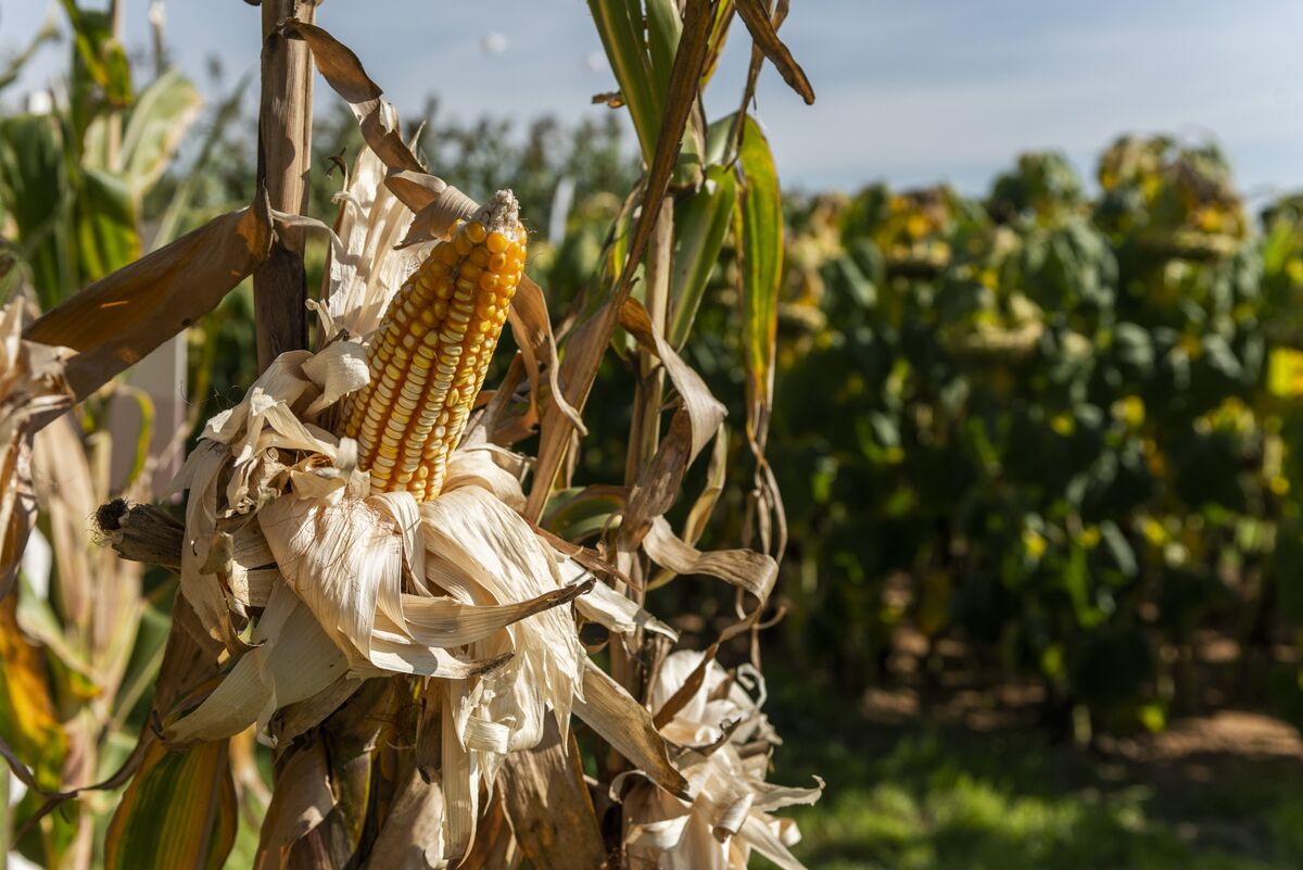 bloomberg.com - Agnieszka de Sousa - Hedge Fund Targets $500 Million for Trading El Ni&ntilde;o Crop Risks