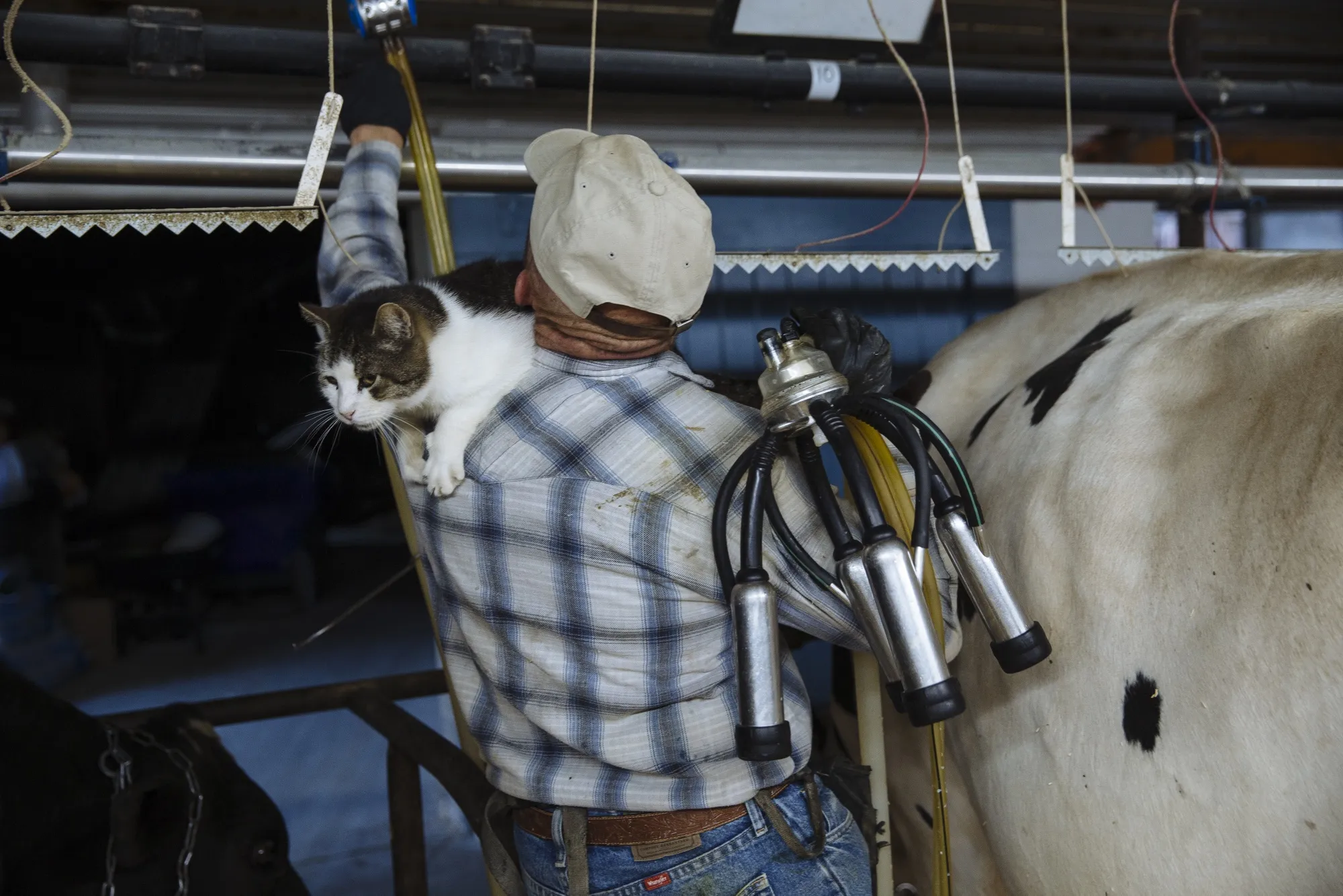 A barn cat sits on a worker's shoulder inside the dairy barn at a farm in Ancramdale, New York.&nbsp;