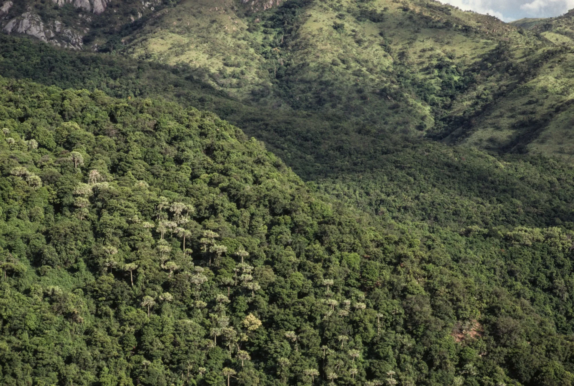 The Congo Basin.