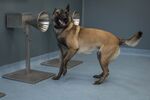 relates to 犬の嗅覚、PCR検査並みの精度でコロナ感染者を探知-仏最新研究