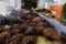Operations During Sea Urchin Fishing And Processing At The Catalina Offshore Products Facility