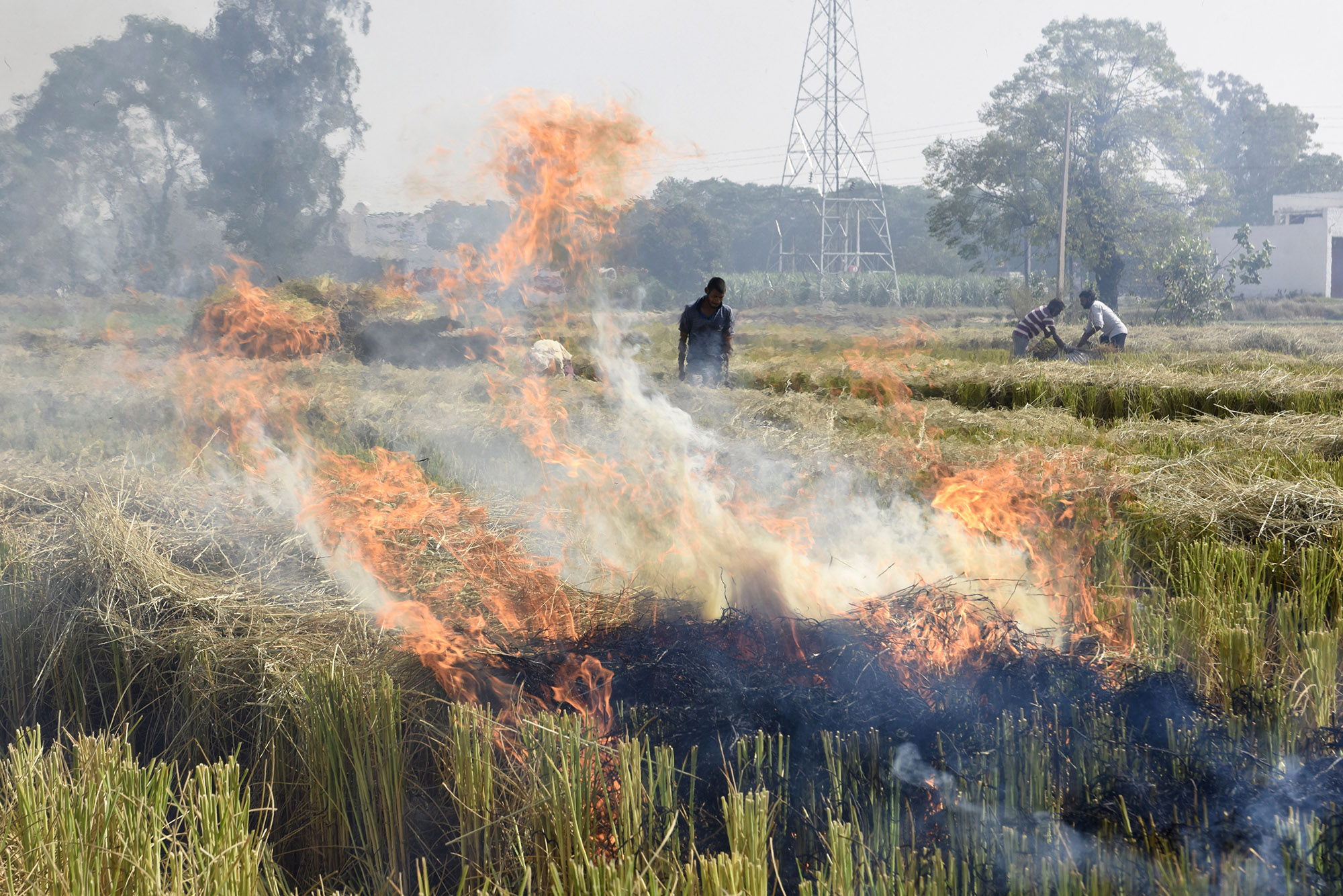 People burn straw stubble after harvesting near Amritsar.&nbsp;