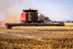 A farmer operates a combine harvester during a wheat harvest at a farm near Gunnedah, New South Wales, Australia, on Tuesday, Nov. 10, 2020. Media reports suggesting China could soon target imports of Australian wheat, after already turning its attention to barley, wine, cotton and beef, have rattled the market.