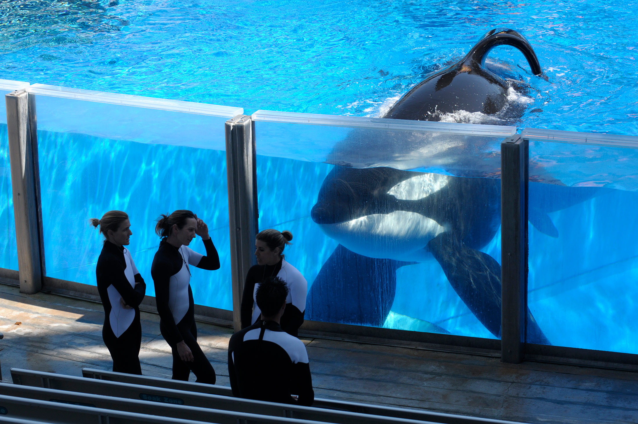 SeaWorld Tilikum, Orca That Killed Trainer, Has Died Bloomberg