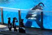 1470328047_SeaWorld