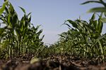 Corn plants grow at a farm near Buda, Illinois