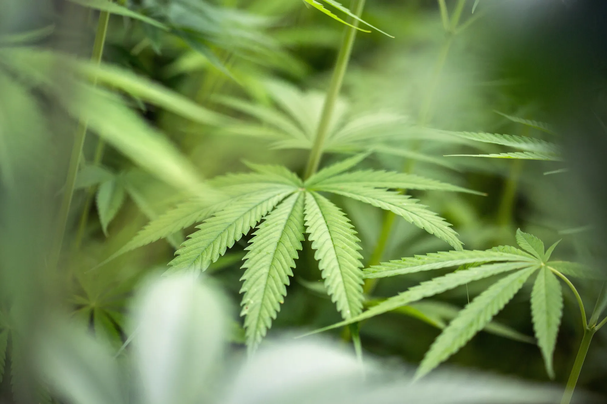 Thailand Wants to Have Its (Hash) Cake and Eat It Too