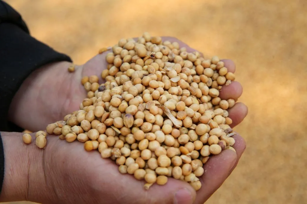 Soybeans in China, but not from America.