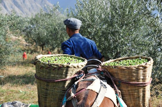 Olive Oil Is Becoming One of the Hottest Ingredients In Asia