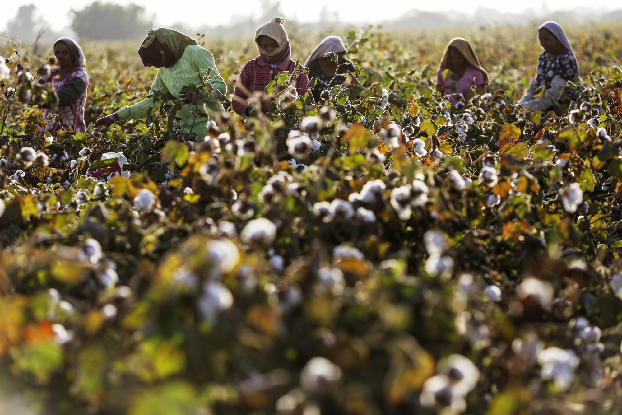 India’s Cotton Output Expected to Hit a ThreeYear High Bloomberg