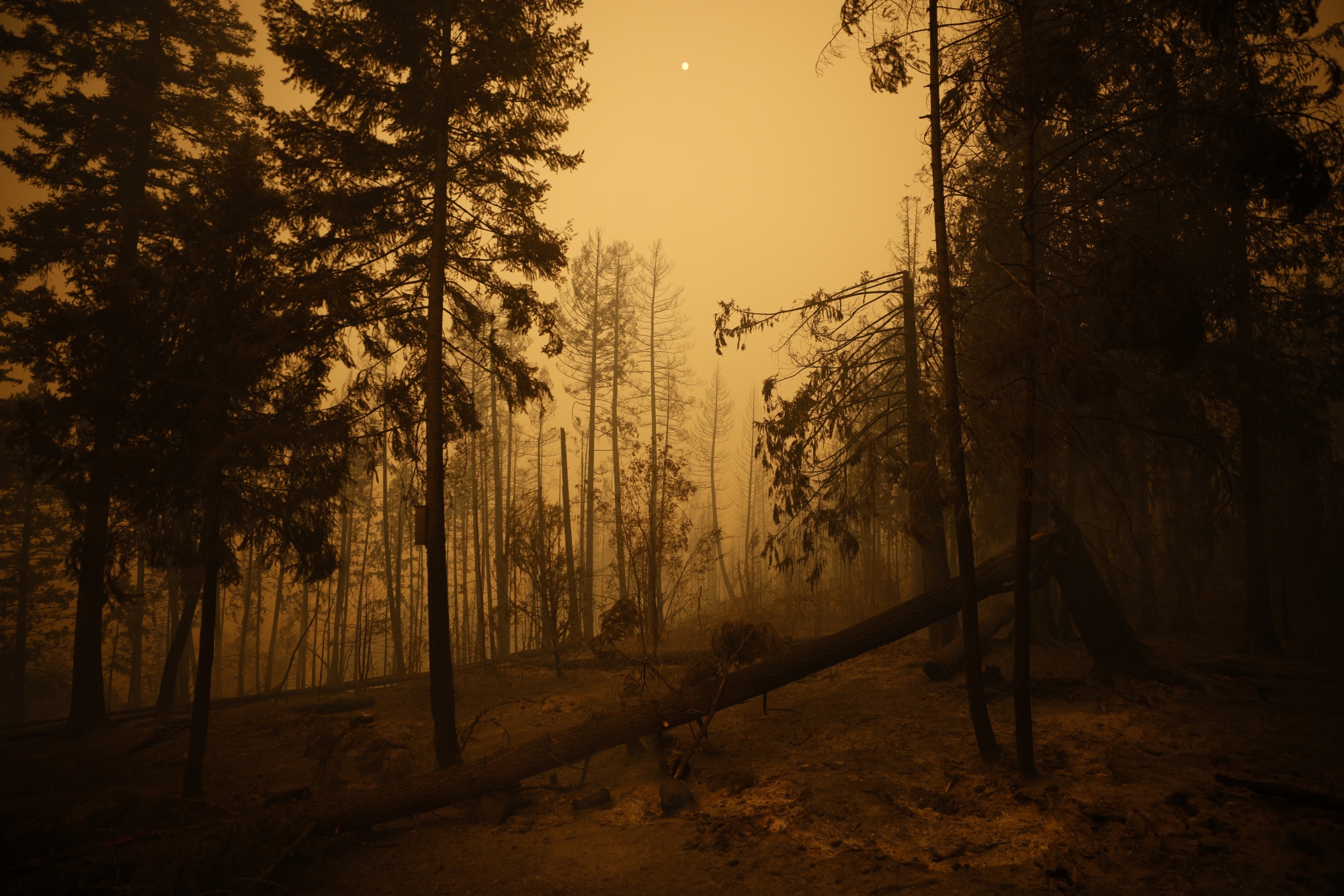 Canada suffered its worst wildfire season ever last year. Here a&nbsp;forest smolders after a wildfire in Celista, British Columbia, Canada&nbsp;on Aug. 19, 2023.