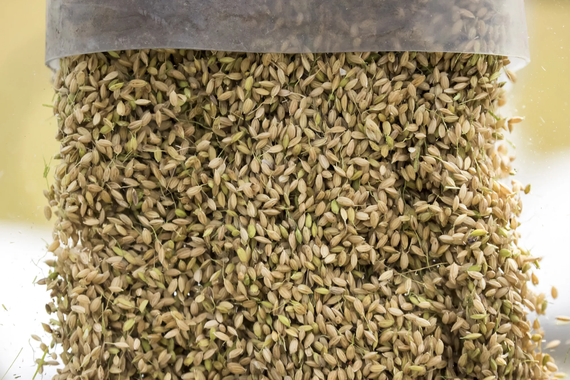 Harvested rice grain is transferred into a truck.