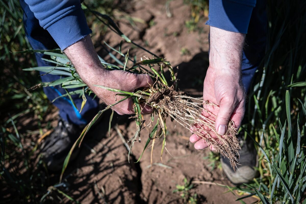 Spring Running Dry Europe’s Dry Spring Raises Fears for Wheat and Barley Harvests - Bloomberg