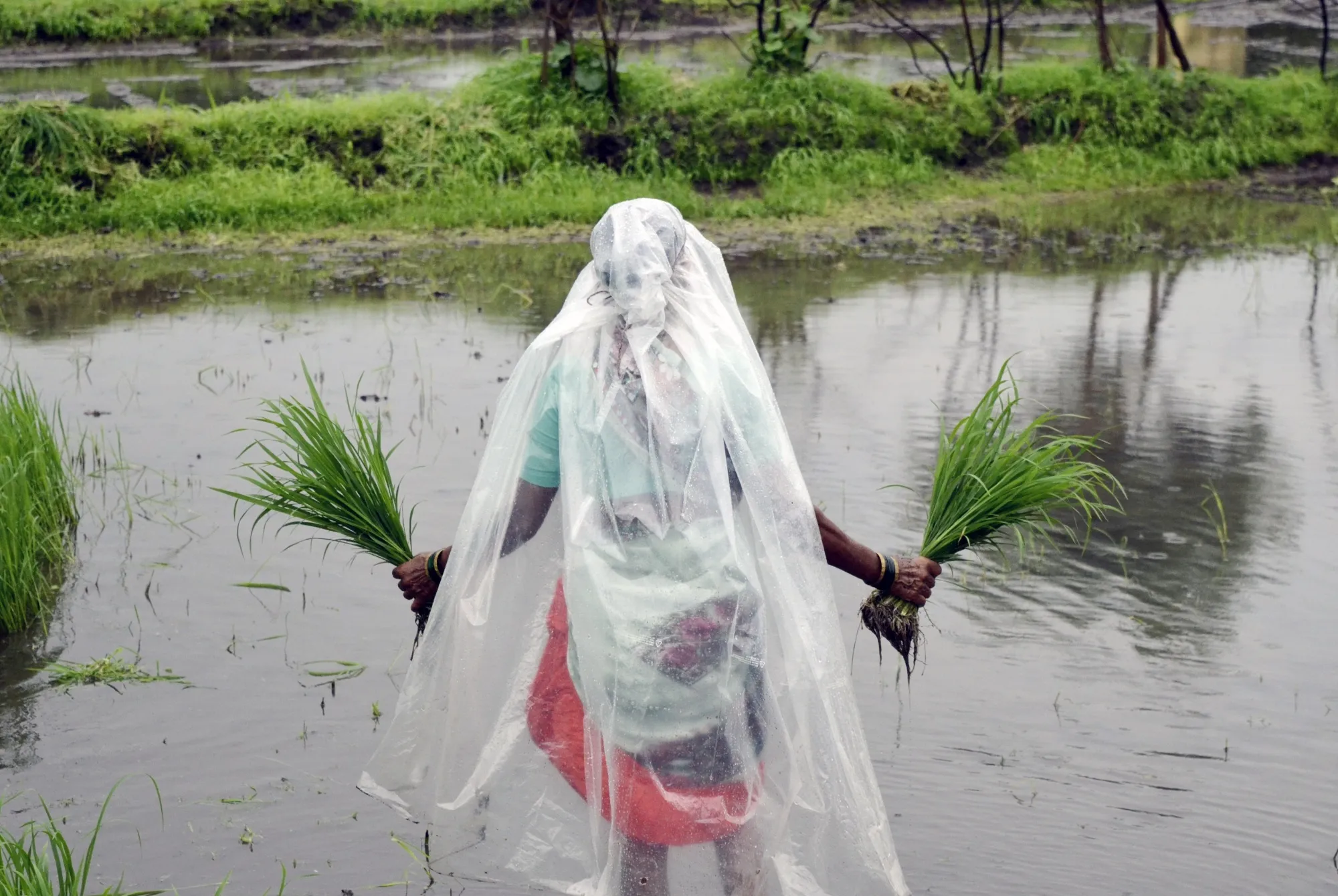 A farmhand sows rice saplings at a flooded paddy field in Bhivpuri, India.