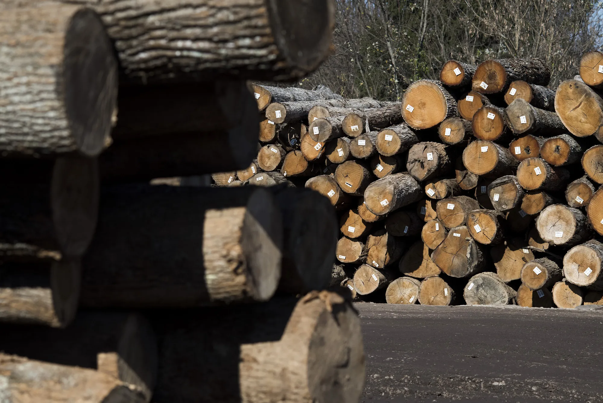 What’s the opposite of “timber”?