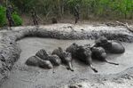 Rangers prepare to extract six baby elephants stuck in a muddy pond at Thap Lan National Park, March 28.