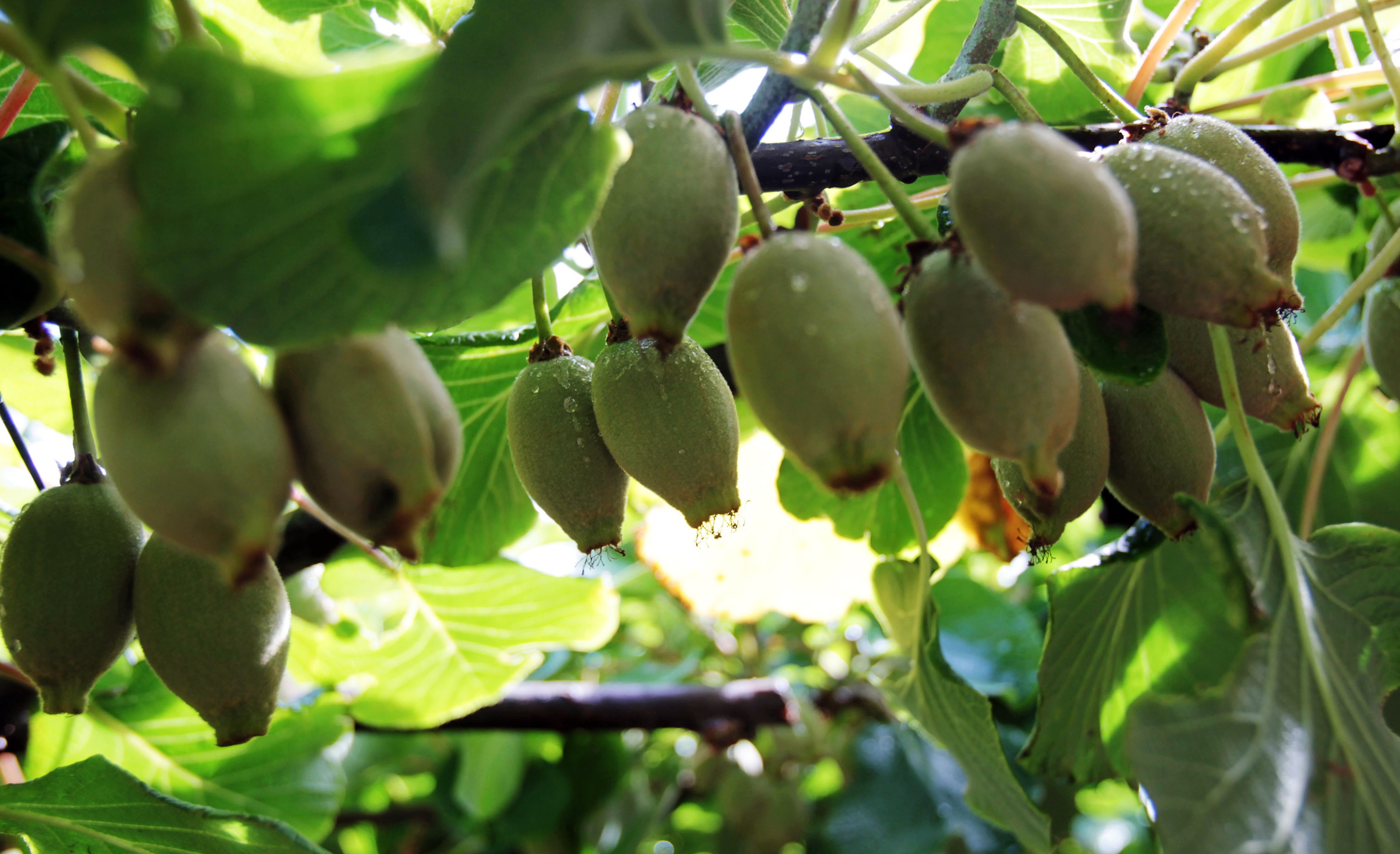 NZ Kiwifruit Harvest Misses Target Amid Labor Shortage - Bloomberg