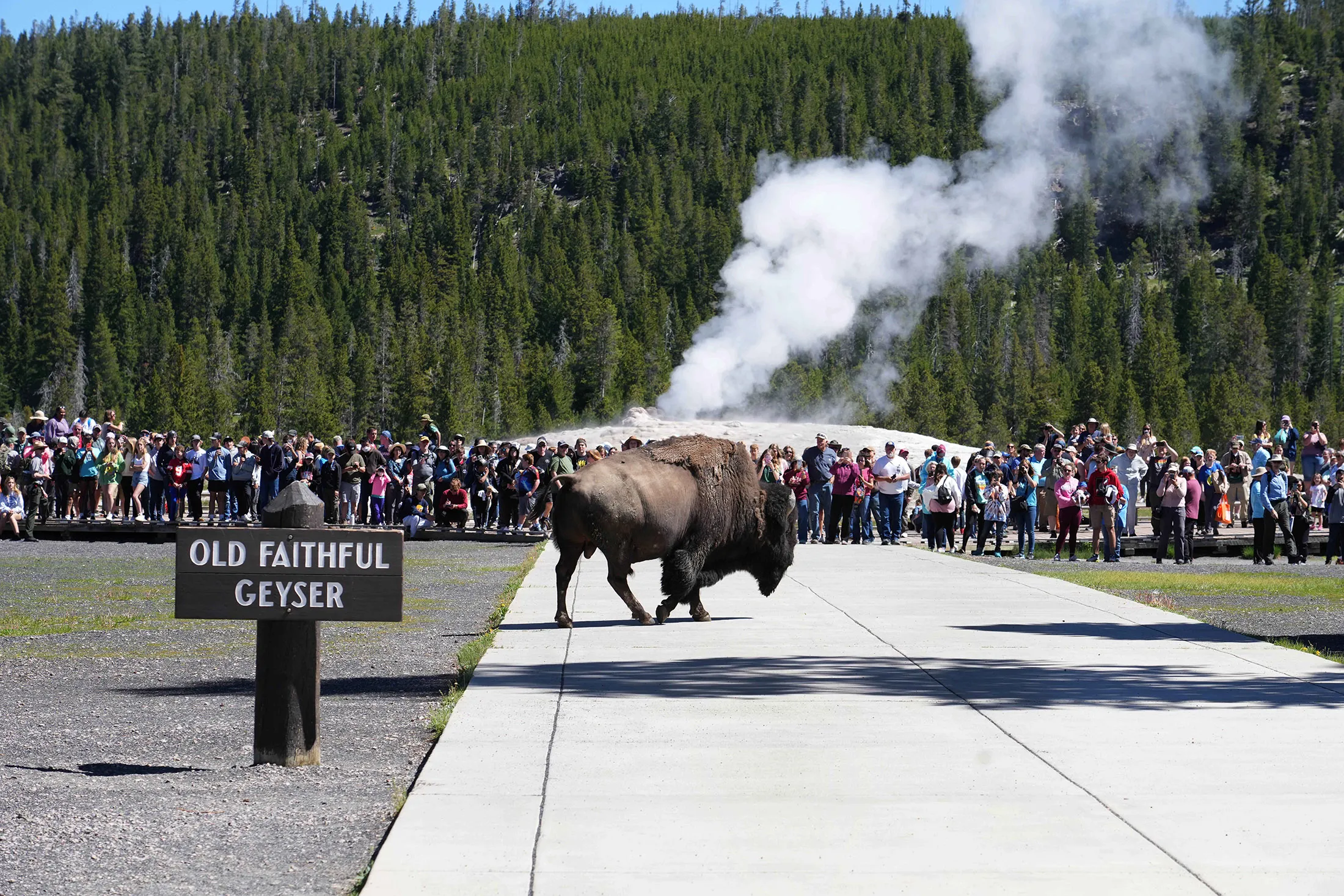A bison walks past visitors near Old Faithful Geyser in Yellowstone National Park&nbsp;on June 22.