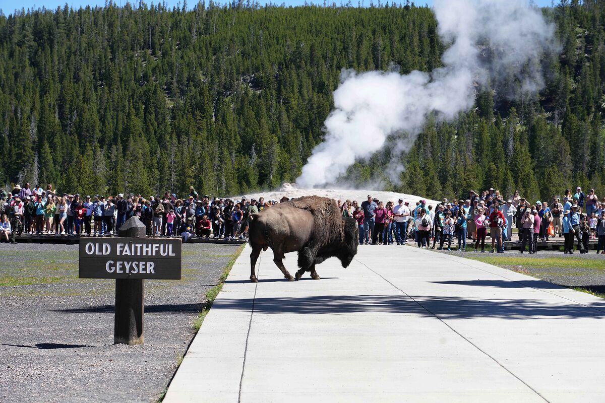 Yellowstone Says Most Park Roads Open After June’s Flooding Bloomberg