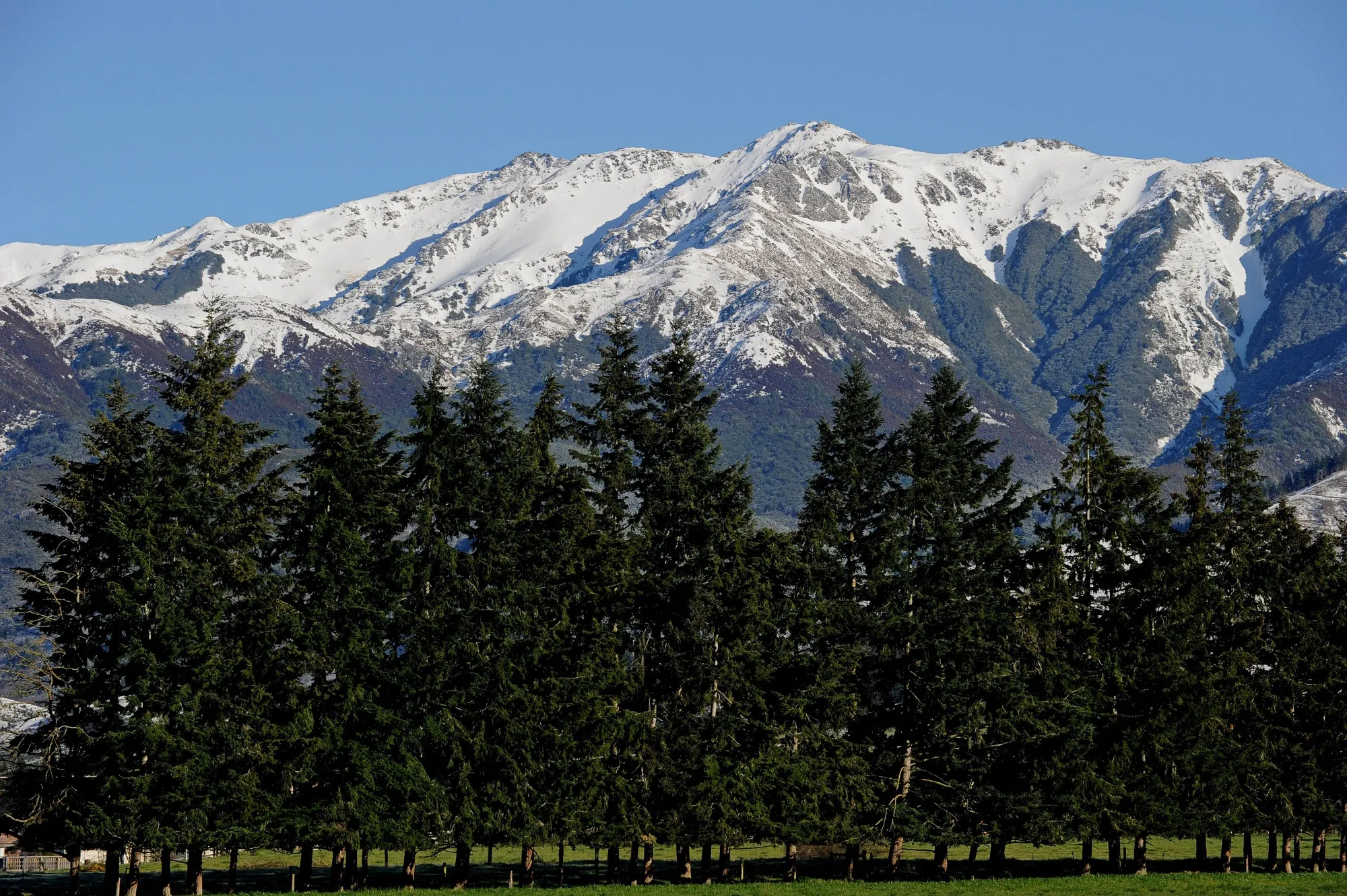Pine trees&nbsp;on New Zealand's South Island.