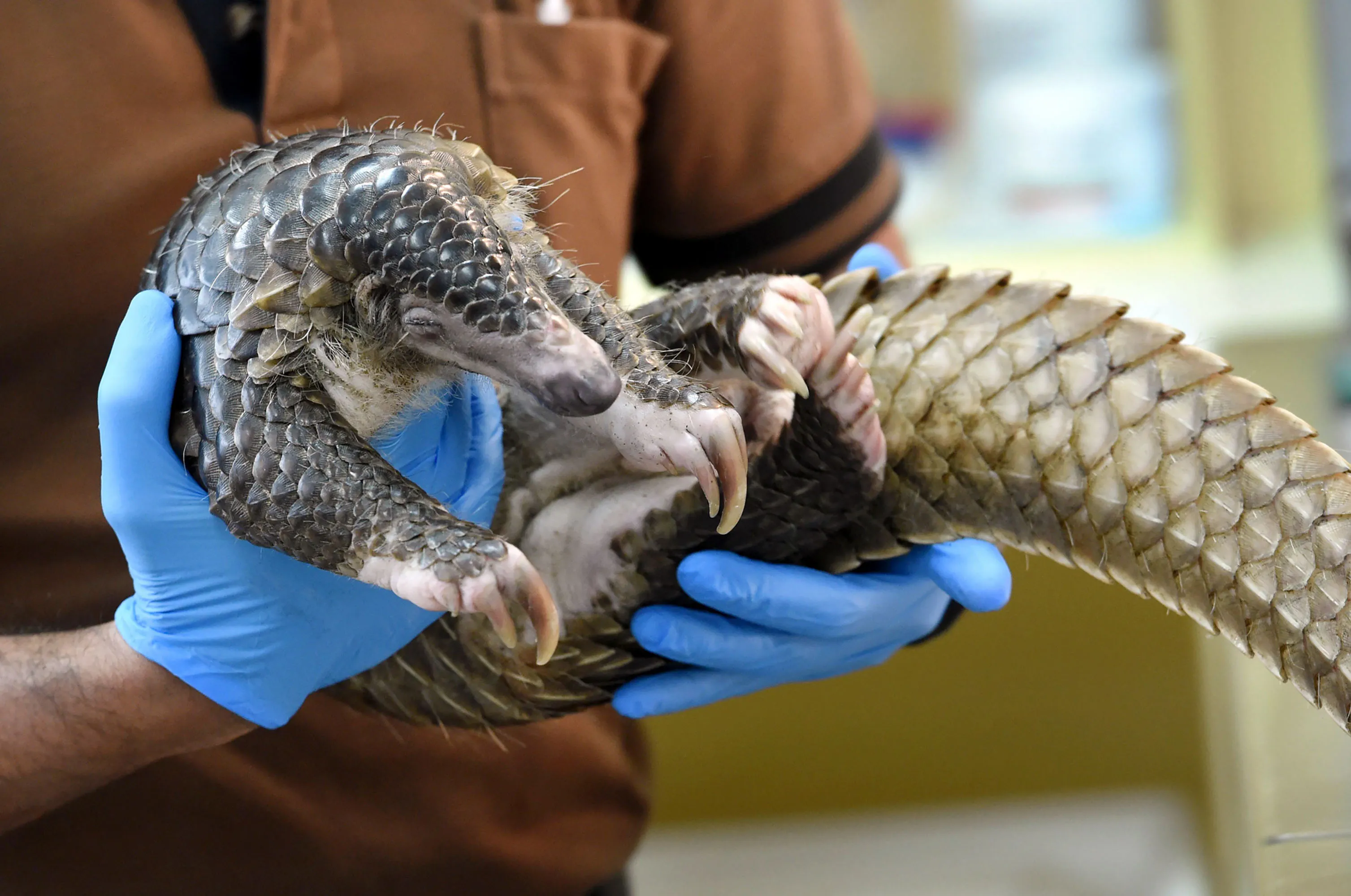 Pangolin Scales: Singapore Seizes Its Biggest-Ever Haul - Bloomberg