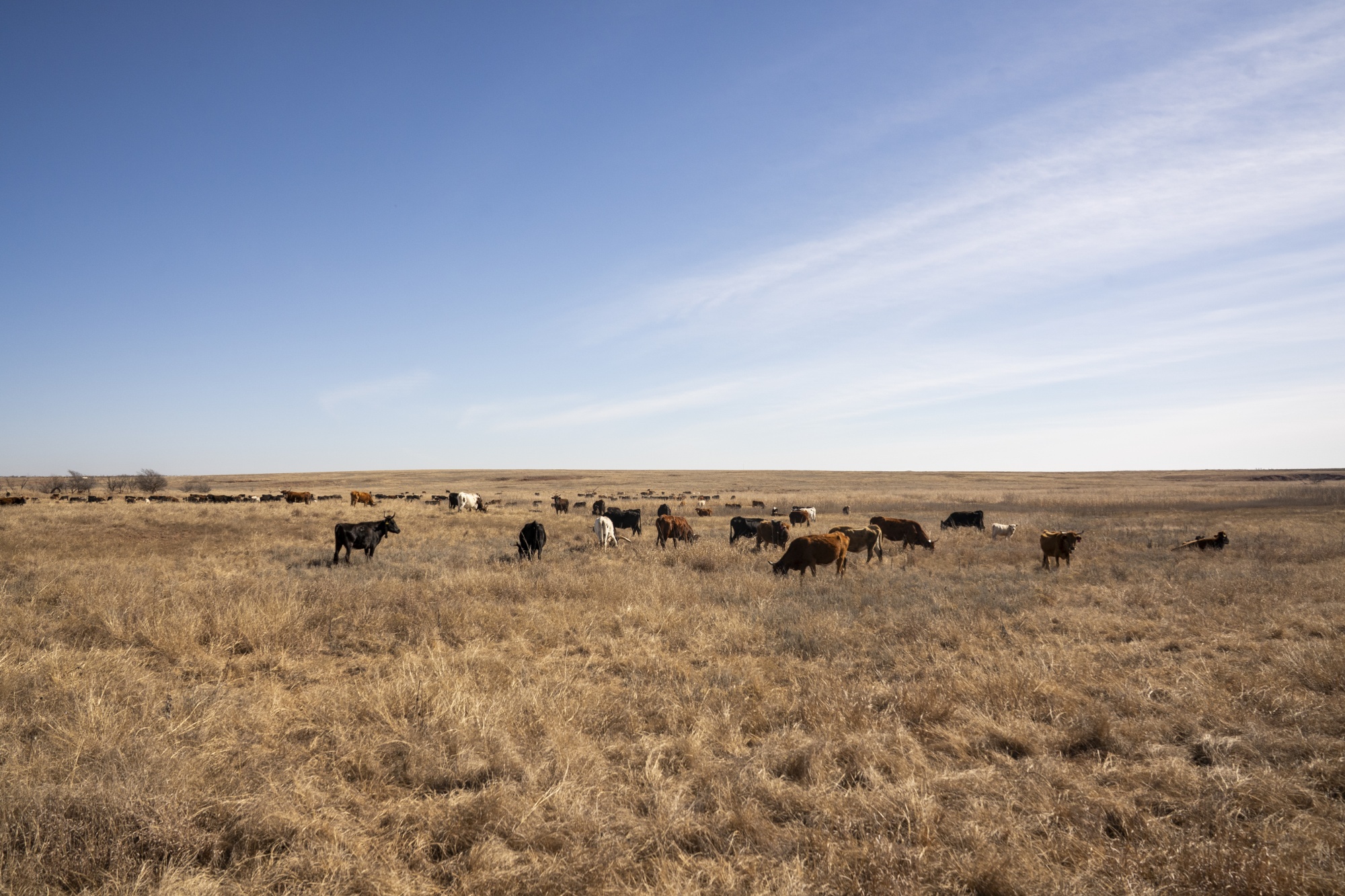 Cattle graze on the Scherlers’ ranch in Snyder, Oklahoma, US, on Monday, Feb. 9, 2026.