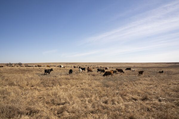 America’s Vanishing Cattle Herd Drives 15% Price Hikes for Beef