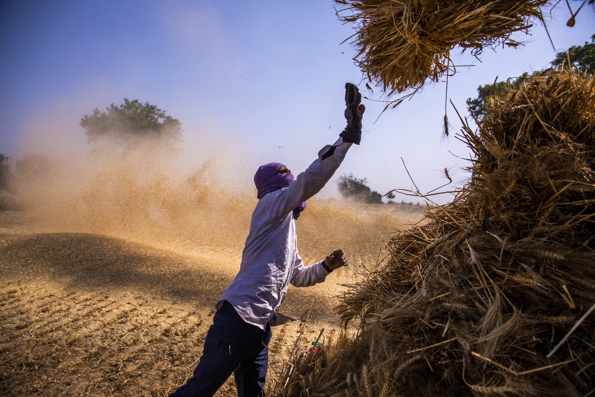A farmers throws a bundles of cut wheat&nbsp;in the Bulandshahr district of Uttar Pradesh, India, on April 21.
