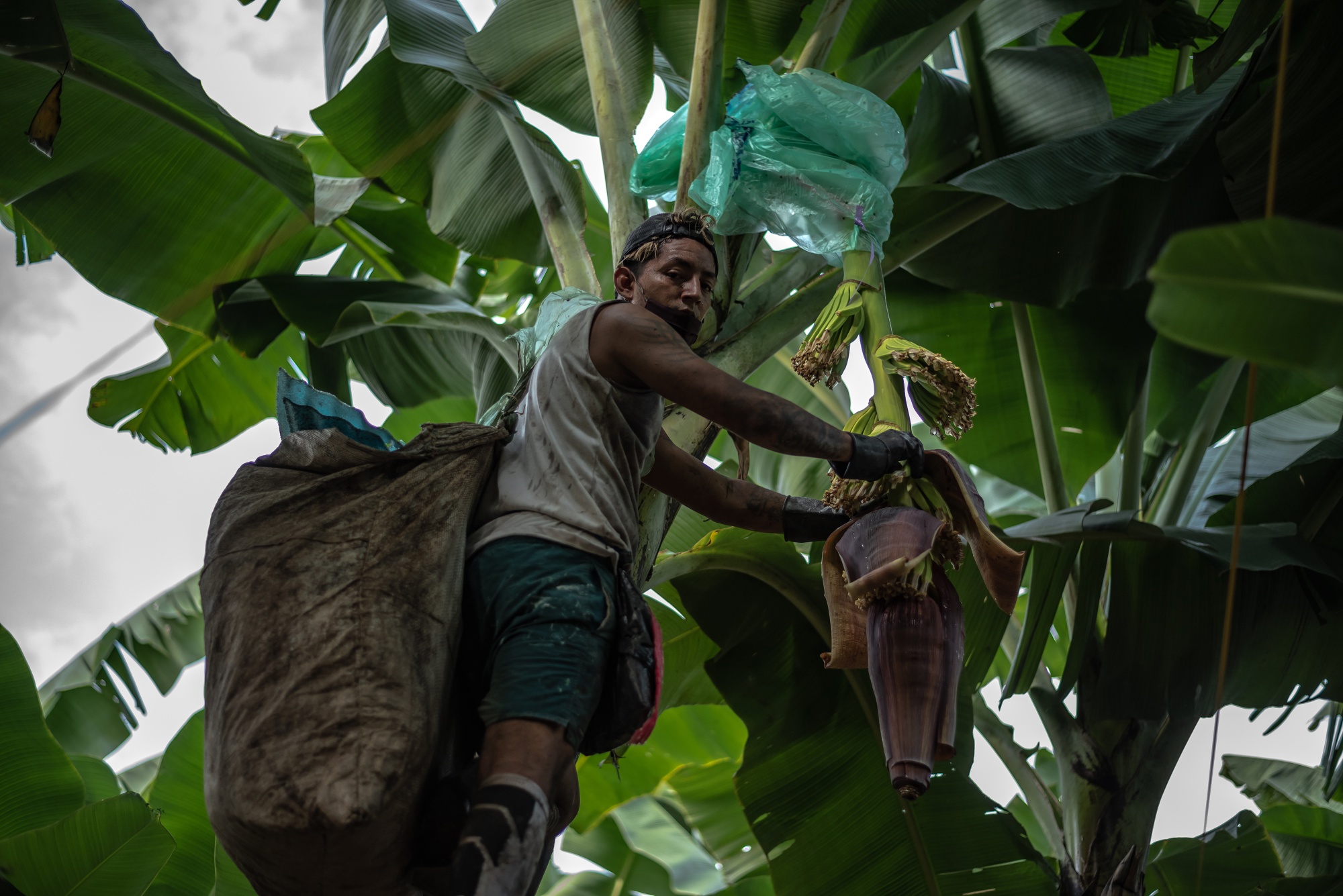 Organic Banana Industry Still Suffering with Low Prices