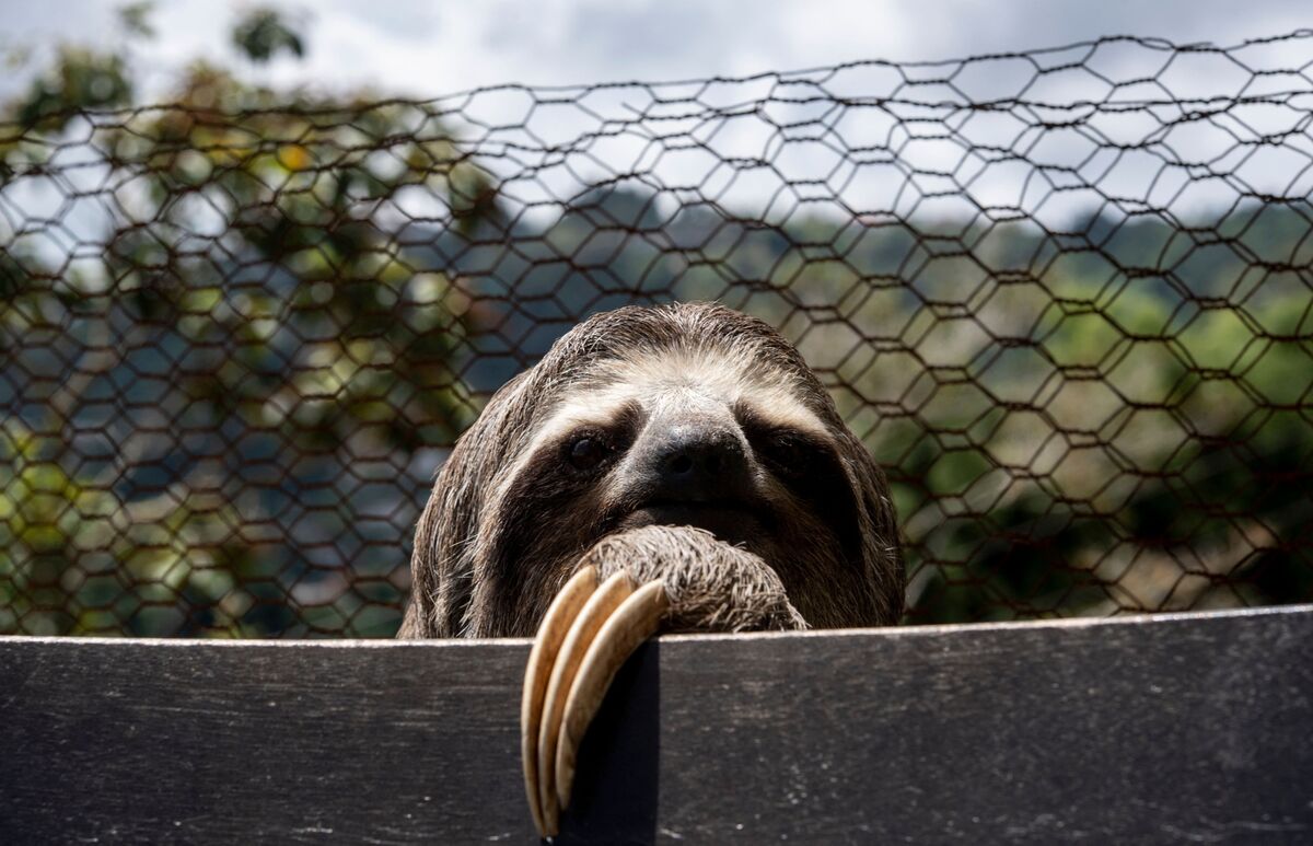 Fast-Paced Urban Living Can Be Stressful for Sloths - Bloomberg