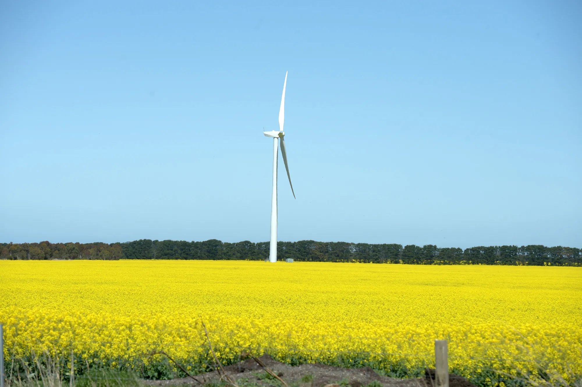 Canola Farming Ahead of Australia Trade Figures