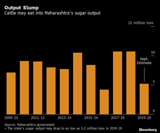 Hungry Cows Reduced Sugar Output in a Top Producing Region in India