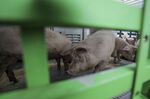 Pigs trot into a truck before delivery to a slaughterhouse, at a livestock farm in Ohrenbach, Germany.&nbsp;