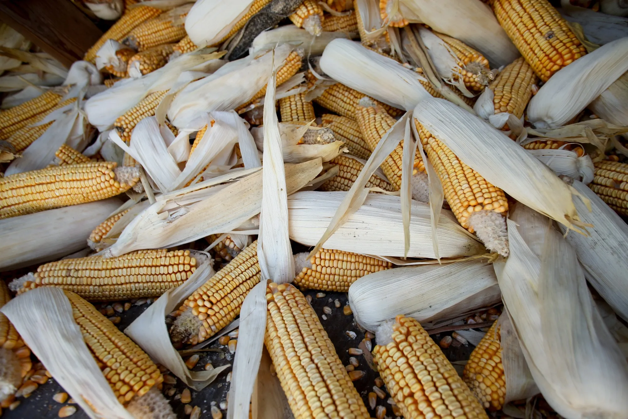 Corn is primarily used in Asia to make feed for chickens and pigs, of which China has the largest hog herd.